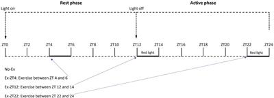 Time of day of exercise does not affect the beneficial effect of exercise on bone structure in older female rats